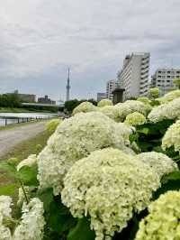 繡球花@舊中川水邊公園