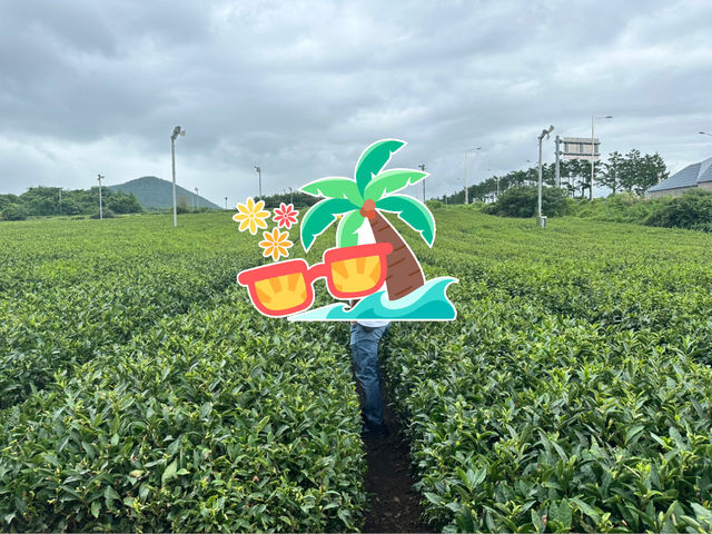 🍵「茶香飄渺，心靈蘇醒：揭開濟州綠茶博物館的緘默詩篇」