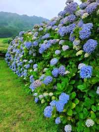濟州城山日出峰⛰️繡球花盛開💙💜