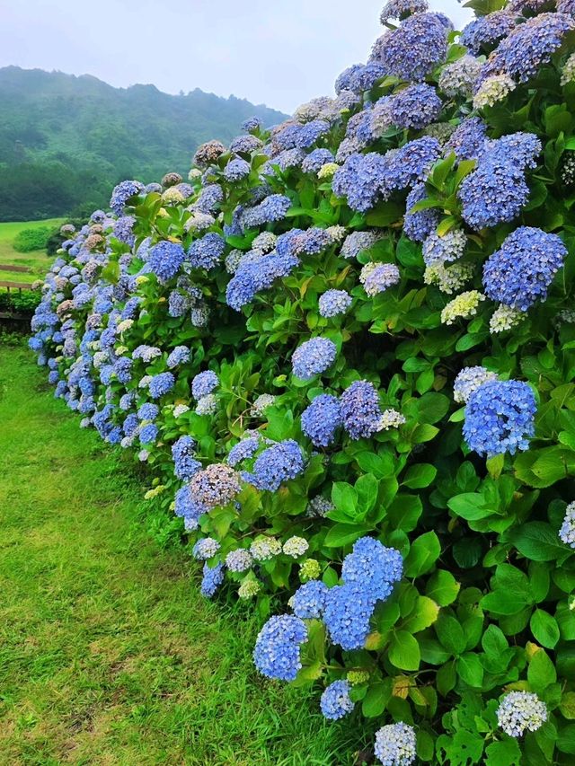 濟州城山日出峰⛰️繡球花盛開💙💜