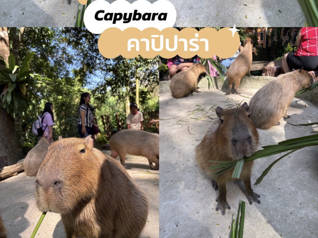 ขับรถไปดูหมูเด้ง ดีดๆ กับงบ 5xx/คน 🐷🙈🐽🐯