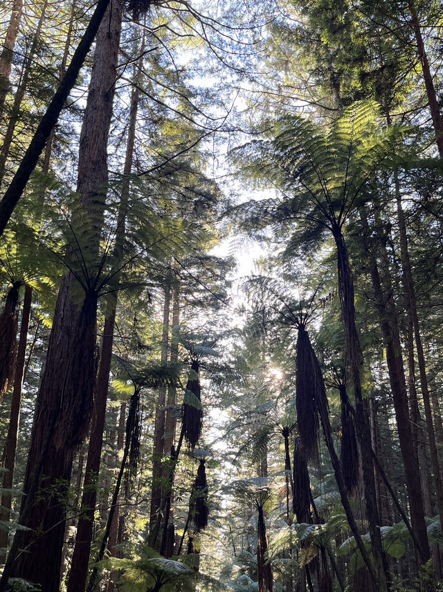 🌲紐西蘭紅木步道｜漫步千年巨木森林，像走進魔戒世界