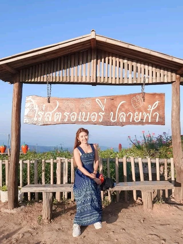 ไร่สตรอเบอรี่ปรายฟ้า เชียงใหม่
