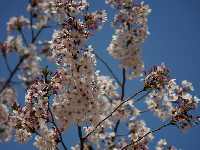 青島中山公園櫻花季