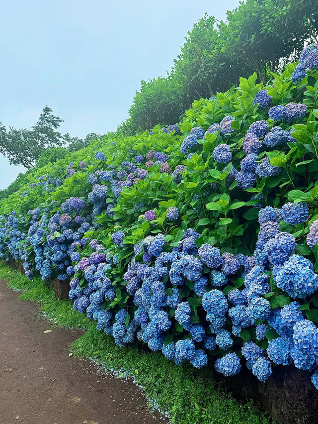 走進濟州：繡球花海仙景大爆發🫧