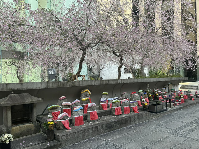 京都鬧市中的賞櫻名所🌸