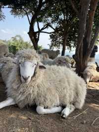 อาข่า ฟาร์มวิลล์ Akha Farm Ville 