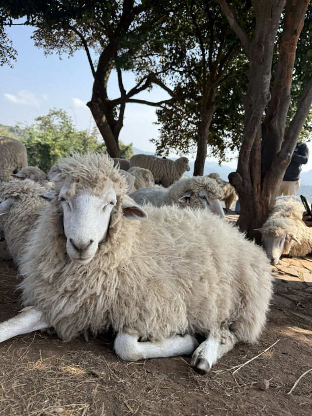 อาข่า ฟาร์มวิลล์ Akha Farm Ville 