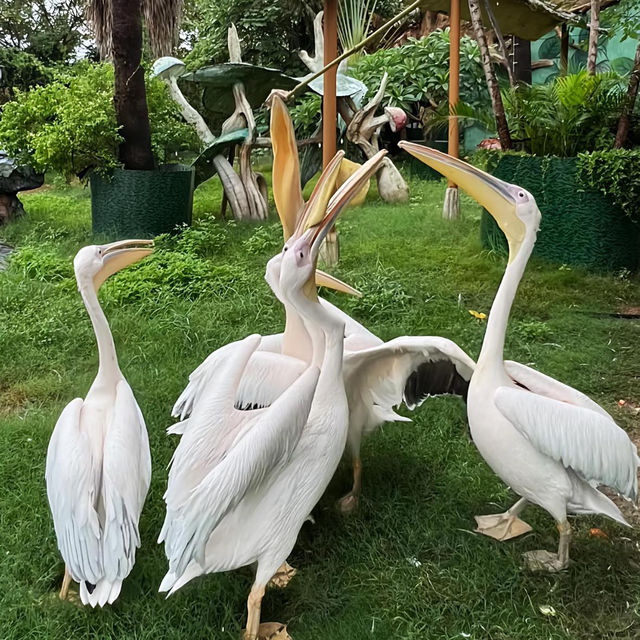 ～南平九峰動物園是～可愛動物園～