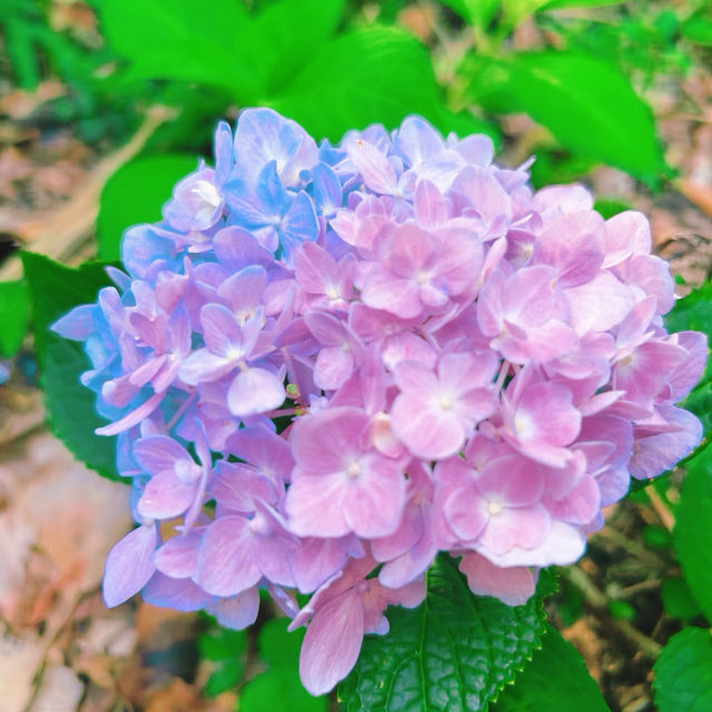 潼湖濕地公園•鳥語花香的自然
