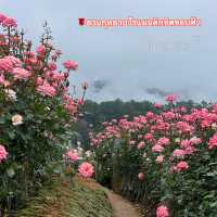 🌹สวนกุหลาบโรแมนติกชิดขอบฟ้า – เชียงใหม่🌄