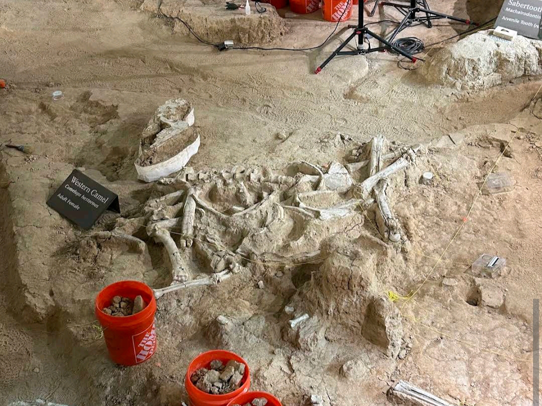 Waco Mammoth National Monument