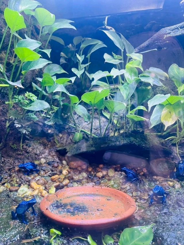 Aquaria Phuket พิพิธภัณฑ์สัตว์น้ำที่ใหญ่ที่สุด