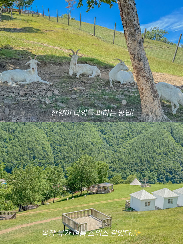 💚여름 스위스가 생각났던 태백의 몽토랑 산양목장🐏