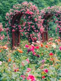 Romantic Rose Trails of Shanghai | A Dreamy Stroll in Binjiang Forest Park 🌹☀️