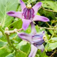 🌿 "Omoro Botanical Garden: A Hidden Jungle Oasis in Okinawa!