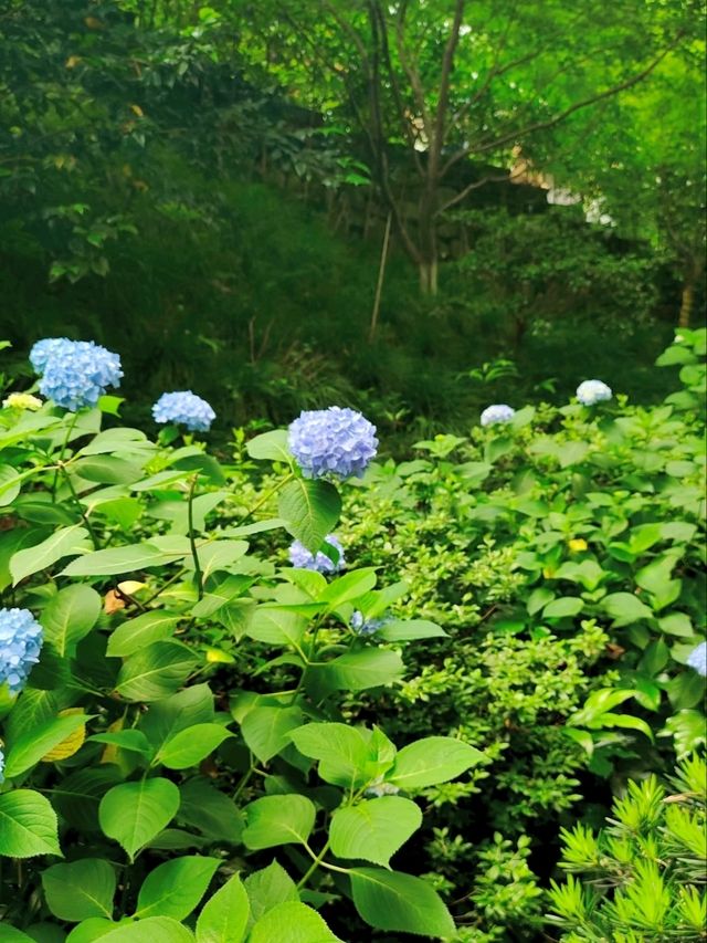 Yongfu Temple's Hydrangeas in Full Bloom