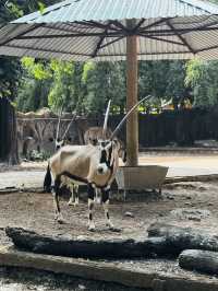 Saigon Zoo