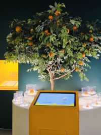 A Sweet & Informative Dive into Jeju's Citrus Culture at a Great Price