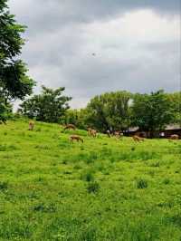 A Harmonious Blend Of Nature And Antiquity