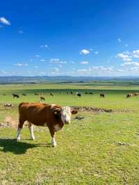 Hohhot Grasslands: Where Nature Rides Free