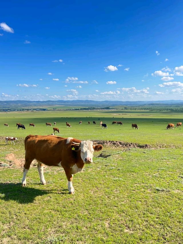 Hohhot Grasslands: Where Nature Rides Free Hohhot Grasslands: Where Nature Rides Free