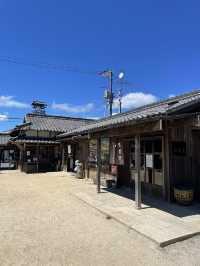 【小豆島】  日本映画、文学のテーマパーク  1500本のひまわり