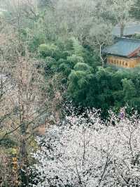Mùa xuân ở Nam Kinh