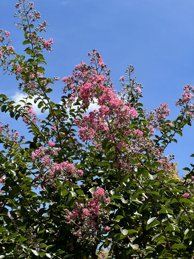 여름 경주 꼭 가야할 핫스팟 🌺🩷