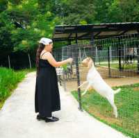 เที่ยวมินิซู เข้าพักนอนสบายสมมง เวลาเวียนรีสอร์ท