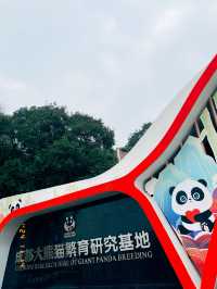 Thành Đô - Công viên gấu trúc 熊猫基地