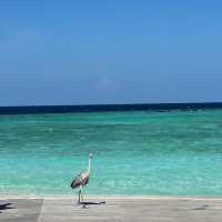 Milaidhoo Island Maldives