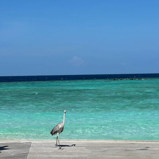 Milaidhoo Island Maldives Milaidhoo Island Maldives