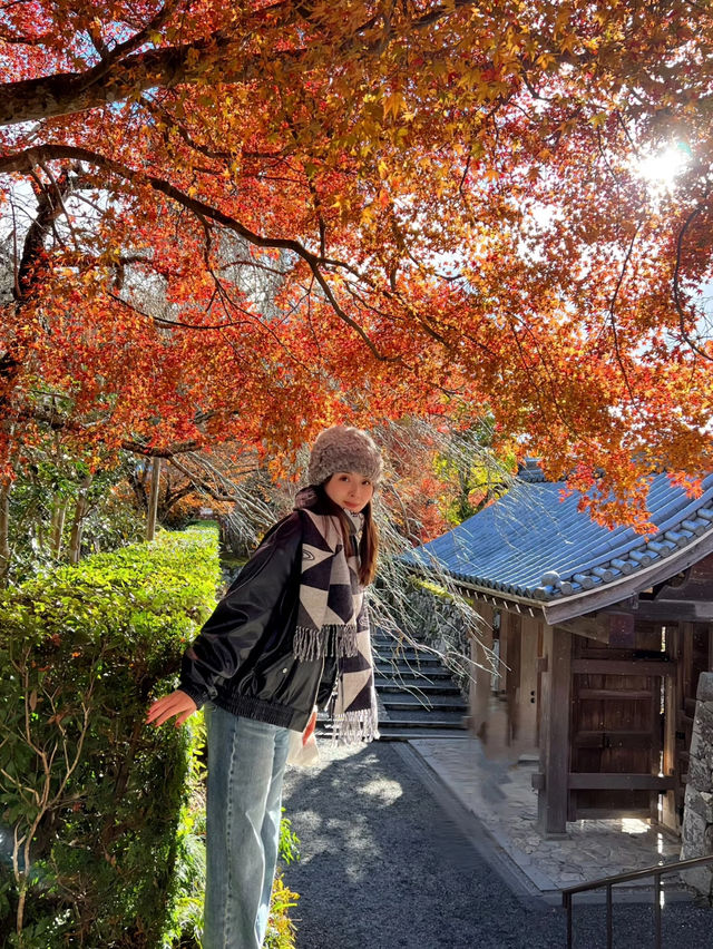 Hakone Autumn Season Guide 🍁🏞️ 