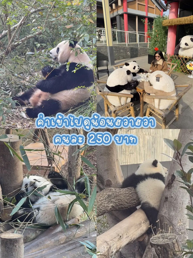 รีวิวค่าใช้จ่ายเฉิงตู ฉงชิ่ง 7 วัน 6 คืน✨🇨🇳