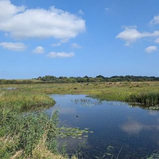 Stodmarsh National Nature Reserve – Wetland Haven of Kent