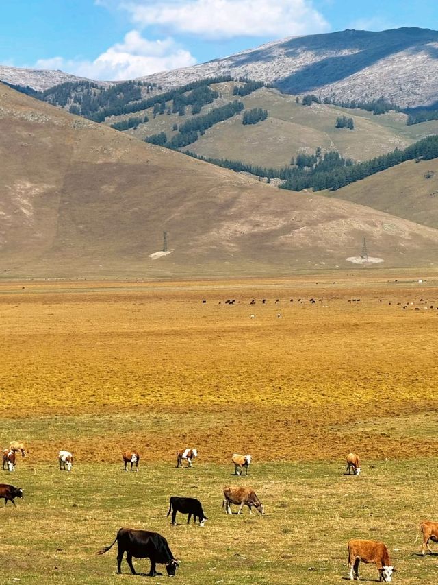The Golden Veins of Altay