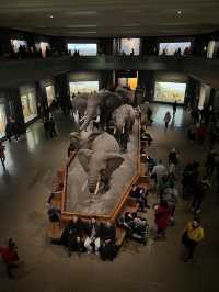 ［紐約旅行］紐約自然歷史科學博物館American Museum of Natural History🦴晚上會活起來的博物館