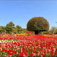 코리아플라워파크, 태안 바닷가에 핀 꽃의 향연 🌼