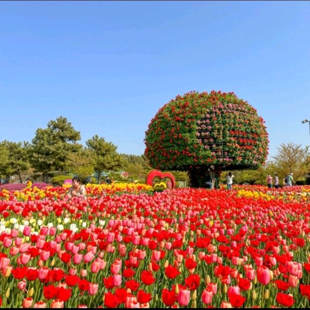 코리아플라워파크, 태안 바닷가에 핀 꽃의 향연 🌼 코리아플라워파크, 태안 바닷가에 핀 꽃의 향연 🌼