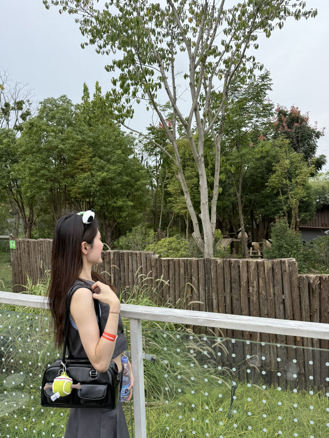 成都必親親大熊貓🐼 成都必親親大熊貓🐼