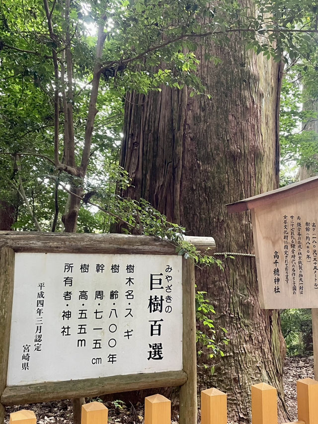 遠足必去濕地秘境🌿｜阿蘇火山地區
