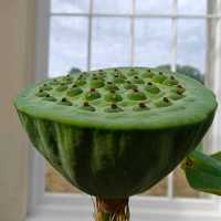 Royal Botanic Gardens, Kew