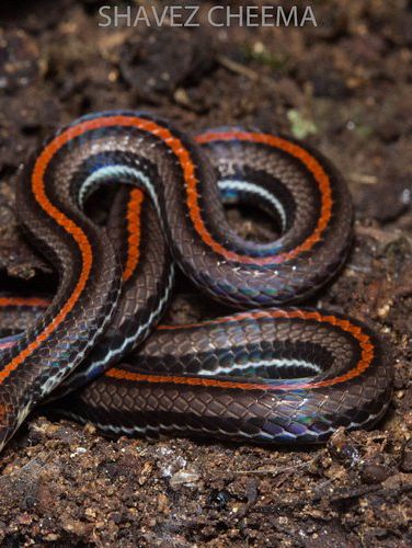 1StopBorneo Wildlife - Malaysia 