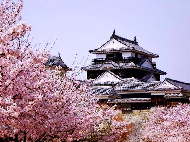 Sky Fortress of Shikoku: My Solo Visit to Matsuyama Castle