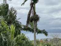 Flora Tropica Gardens