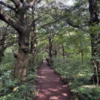 Bijarim Forest 비자림