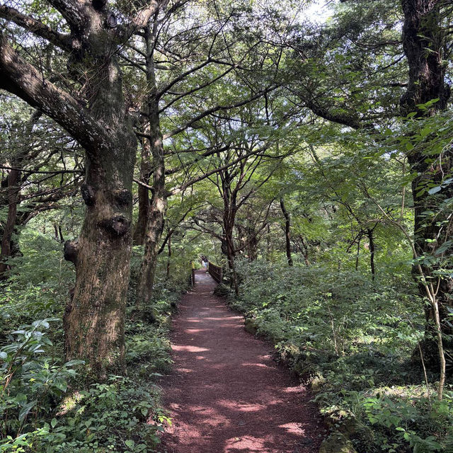 Bijarim Forest 비자림