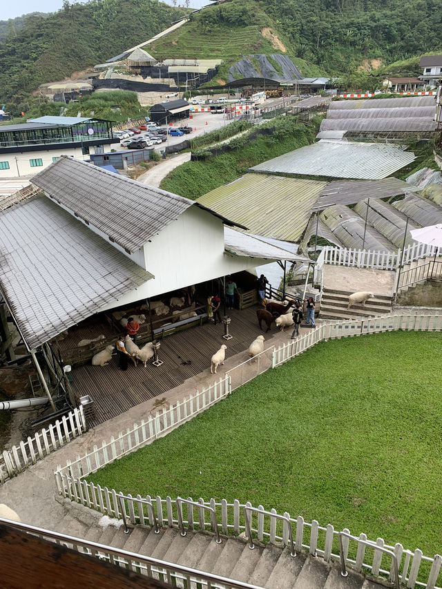 Cameron Highlands Short But Memorable Trip ✨