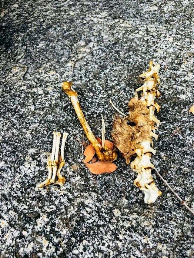 🌄 Ventana Canyon – Tucson’s Desert Gateway to the Sky